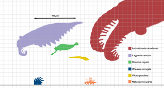 Размеры некоторых представителей фауны сланцев Бёрджес