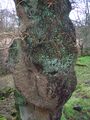 Большой нарост на дубе черешчатом (Quercus robur) возле замка Гленгарнок в Северном Эйршире