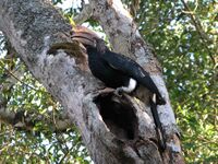 Bycanistes brevis Arusha National Park 2.jpg