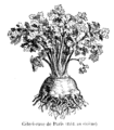 Apium graveolens var. rapaceum