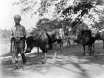 Вьючный буйвол, Сумбава, Индонезия, начало 20 века