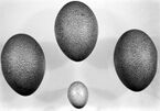 Яйца казуара и куриное яйцо