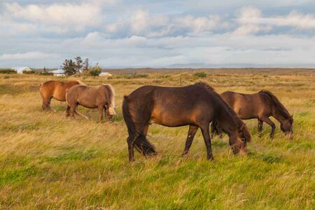 Лошади, пасущиеся в Вогаре, на юго-западе, Исландии