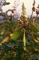 Перистые листья, стручки и соцветия Caesalpinia godefroyana