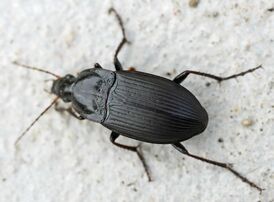 Platyninae