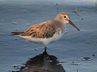 Calidris alpina - Correlimos comun - Santa Pola 2013