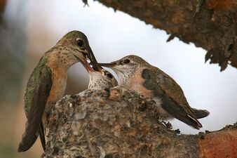 Самка колибри-каллиопы кормит птенцов