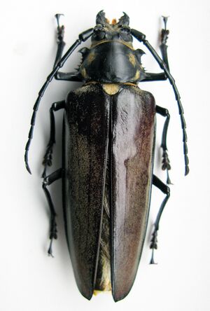 Callipogon relictus female 84 mm.JPG