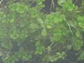 Болотник болотный (Callitriche palustris)