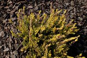 Calluna vulgaris 'Gold Haze' kz02.jpg