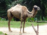 Camelus dromedarius in Singapore Zoo.JPG