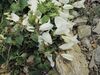 Campanula betulifolia kz02.jpg