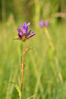 Клубочек колокольчика сборного (Campanula glomerata L.)