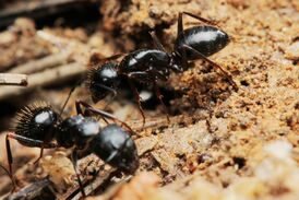 Camponotus aethiops