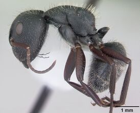 Camponotus crassus