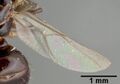 Крыло Colobopsis wildae