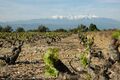 Виноградники возле Рибезальтес с видом на гору Каниго