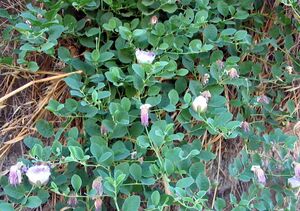 Capparis spinosa habito.jpg