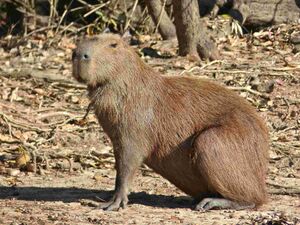 Capybara (Hydrochoerus hydrochaeris) (30906744333).jpg