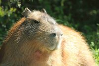 Capybara male.jpg