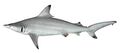Carcharhinus limbatus csiro-nfc.jpg
