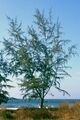 Casuarina equisetifolia