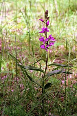 Cephalanthera rubra 02 Luxemburg.jpg