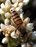 Китайская восковая пчела (Apis cerana)