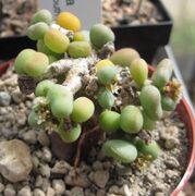 Portulacaria pygmaea