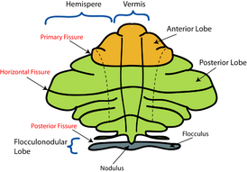 Схематическое представление основных анатомических подразделений мозжечка. Вид сверху, представляющий червь на одной плоскости с полушариями мозжечка.