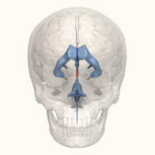 3rd ventricle - animation