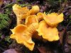 Yellow, funnel-shaped fungi with gill-like ridges along the side growing from a surface of dirt and leaves.