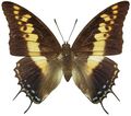 Charaxes castor Charaxinae