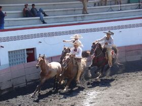 Чаррерия — традиционные соревнования по загону лошадей
