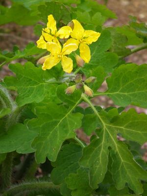 Chelidonium majus April 2012.JPG