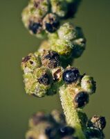Клубочек мари вонючей (Chenopodium vulvaria L.) в стадии созревания семян