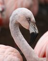 Chilean Flamingo 002.jpg