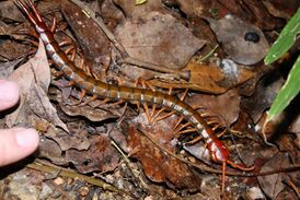 Scolopendra subspinipes mutilans