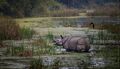 Читван. Носорог в естественной среде обитания