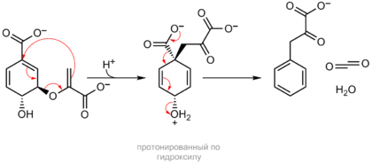 Схема перегруппировки хоризмата в префенат и последующей ароматизации префената в фенилпируват. Обе реакции легко протекают неферменитативно при нагревании или подкислении среды, в природе катализируются ферментами