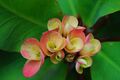 Christ thorn inflorescences (cyathia) opening