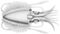 Chtenopteryx sicula 1 (rotated).jpg