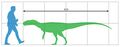 Chuandongocoelurus по сравнению с человеком