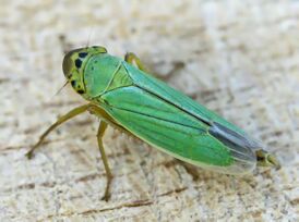 Cicadella viridis