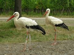 Ciconia ciconia -Alsace -France -8.jpg