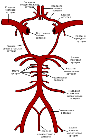 The basilar artery (middle of figure) arises from the vertebral arteries and terminates when it bifurcates in the left and right posterior cerebral arteries.