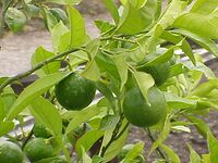 Citrus sinensis0.jpg