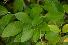 Citrus sinensis in Jardin des Plantes de Toulouse 01.jpg