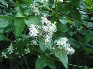 Clematis vitalba bgiu.jpg