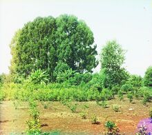 Cluster of eucalyptus trees and Olea fragrans (sweet olive) plantation in Chakva.jpg